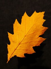 Blatt mit intensiven Farben im Herbst