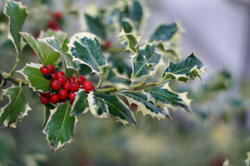 Autumn in italy, autumn leaves, holly plant