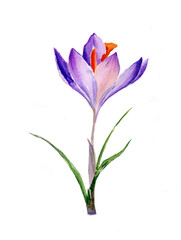 Fototapeta premium crocus flower drawn in watercolor