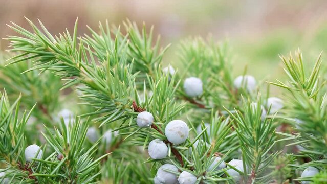 Juniper branch with berries. Close-up.