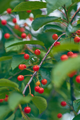 Fototapeta na wymiar Small red cherries on fresh green tree. High quality photo