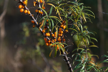 Ripe orange sea buckthorn (Hippophae rhamnoides) berries hangs on branches with green leaves in autumn sunny day. Indian summer. Selective focus. Copy space for your text. Organic food theme.