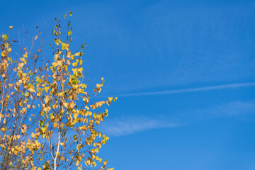 Birch tree treetop with yellow autumn leaves against blue sky with few cirrus clouds in a sunny day. Indian summer. Copy space for your text. Beauty in nature theme.