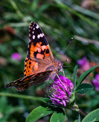 Pomarańczowy motyl podczas zbierania nektaru