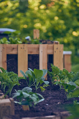 Cabbages and Kale growing in Raised Bed. High quality photo