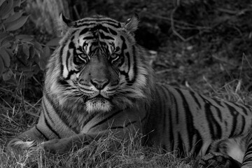 Black and white close up of a Sumatran Tiger laying on the ground facing the camera.