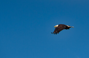 A beautiful bald eagle soaring against a clear blue sky.