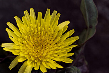 Żółty kwiat rośliny z rodziny złożonych . Jesienne kwiaty wabiące pszczoły . - obrazy, fototapety, plakaty