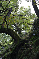 Naklejka premium trees in the forest