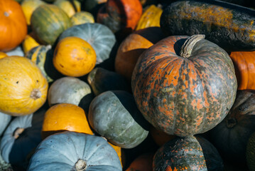Diverse assortment of pumpkins in the market. Autumn harvest.