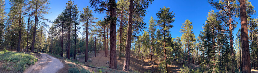 Forest Panorama, Mount Pinos, Los Padres National Forest