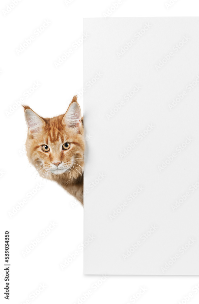 Canvas Prints Adorable red cat with   empty card on white background