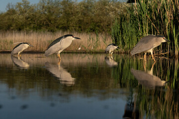 Black-crowned night herons (Nycticorax nycticorax) in the water