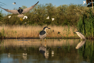 Black-crowned night herons (Nycticorax nycticorax) in the water