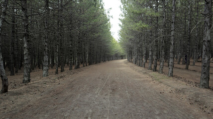 Fototapeta premium walking in a quiet forest
