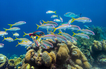 Fototapeta premium yellowtail snapper,Ocyurus chrysurus