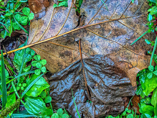 Autumn leaves in forest
