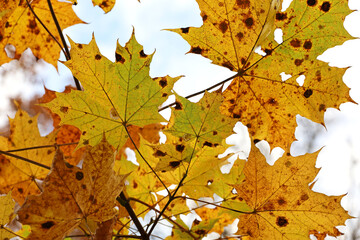 Orange maple leaves on a tree branch on sky background. Autumn season, fading nature
