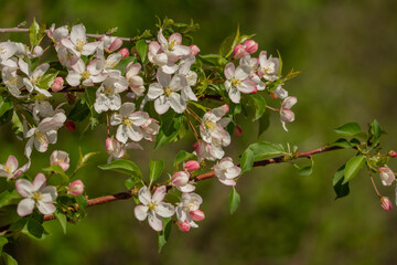 Crabapple Blossoms1