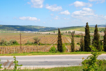 vineyard in region country