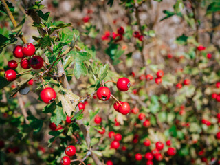 bright red hawthorn berries on a bush among foliage on a clear sunny day
