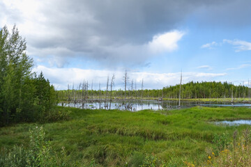 Dry trees in swamps against a blue sky with clouds. Dead trees in the swamp, in the forest. Cloudy sky in a forest with a swamp. Dry tree trunks in the swamp.