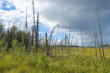 Obraz premium Dry trees in swamps against a blue sky with clouds. Dead trees in the swamp, in the forest. Cloudy sky in a forest with a swamp. Dry tree trunks in the swamp.