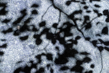 The shadow of the leaves on the stone