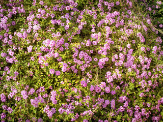 Obraz premium small evergreen Lantana montevidensis plant spreading ground cover with mauve flowers