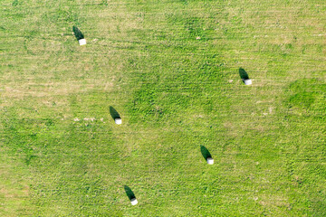 Hay bales on the field after harvest, top view