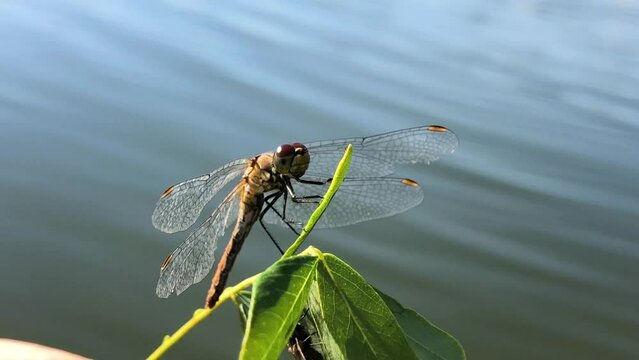 Dragonfly dries its wings after falling into the water. Dragonfly rescue. The man saved the dragonfly
