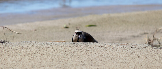 Photograph of a Southern lapwing.	