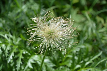 PULSATILLE DES ALPES VERS LES CHALETS DE GRAYDONS