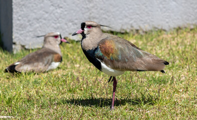 Photograph of a Southern lapwing.	