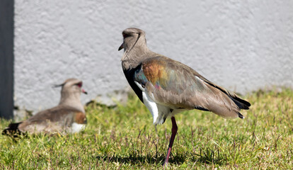 Photograph of a Southern lapwing.	