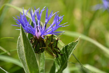 CENTAUREA MONTANA ET COUPLE DE SAUTERELLES VERS CHALETS DE GRAYDONS