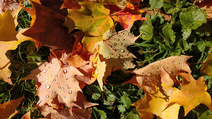 fallen autumn leaves