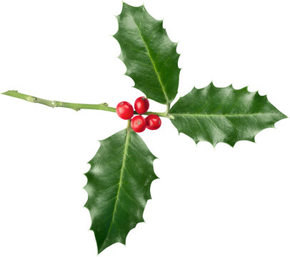 Cute holly leaves and berries, christmas decoration isolated on white background