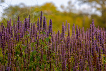 Selective focus of purple blue flower Korean mint in the garden, Blue Fortune or Agastache rugosa also known as wrinkled giant hyssop is an aromatic herb in the mint family, Nature floral background. - obrazy, fototapety, plakaty