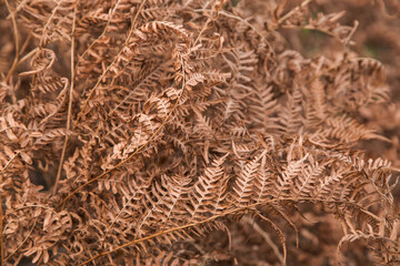 Dry brown fern autumn leaves texture background. Fall leaf close up, nature pattern