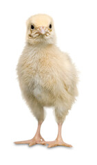 Obraz premium Cute little chicken isolated on white