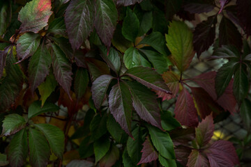 Green red dark autumn ivy leaves texture background. Colorful bright fall leaf close up, nature pattern