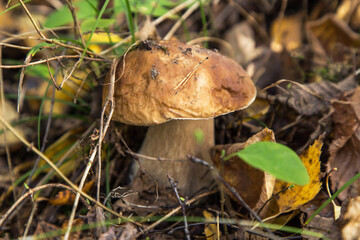 Mushroom porcini growing in grass in autumn fall forest in sunlight close up. Edible wild boletus mushroom