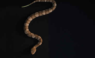 Venomous copperhead snake with green tail in slither while isolated on black background by copy...