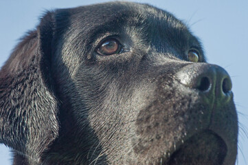 A dog's face. Labrador retriever puppy on the background of the blue sky.