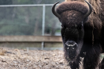 American bison in Bison Paddock,Golden Gate Park.