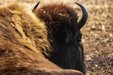 American bison in Bison Paddock,Golden Gate Park. © TakakoPhillips