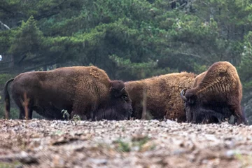 Fototapeten American bison in Bison Paddock,Golden Gate Park in San Francisco. © TakakoPhillips