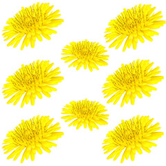 Obraz premium dandelion flowers