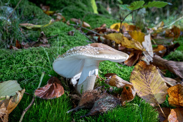Pilz im Wald